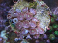 fish tank 1 044.jpg