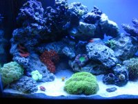 new tank pics 021.jpg