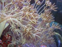 fish tank 1 050.jpg