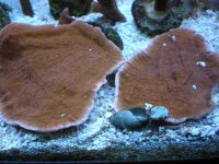 fish tank 1 063.jpg