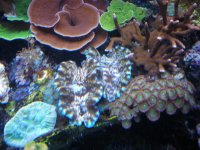 fish tank 1 072.jpg