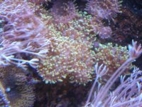 fish tank 1 080.jpg