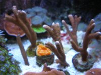 fish tank 1 077.jpg