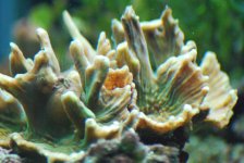 mystery coral small.jpg