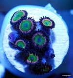 rare zoas2 008.jpg