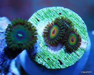 rare zoas2 015.JPG