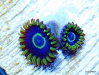 RARE ZOAS3 007.JPG