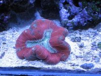 20390brain_coral.jpg