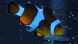 Fish.jpg