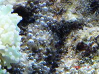 Algae.jpg