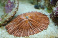 DSC_0781.jpg