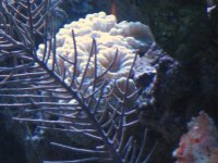 reef and such 025.jpg