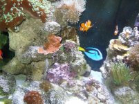 Fish tank 1.jpg