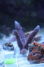 IMG_5466.jpg