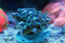 blue hornets 001.jpg