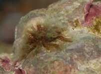 Baby Polyps.jpg