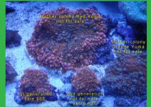 coral3.jpg