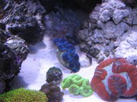 clambrain.JPG