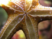 starfish Fromia.jpg