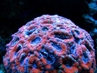 Macroporas acan 3.JPG