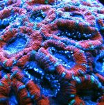 macroporas acan actinic.jpg