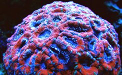 Macroporas acan colony.JPG