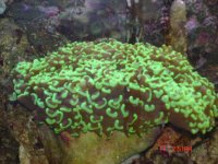 Green Hammer Wall Coral 2.JPG