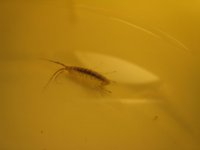 shrimp 024.jpg