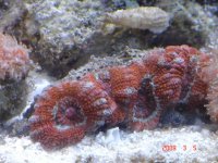 acan4.jpg