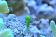 DSC_0035.jpg