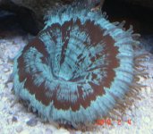 Elegance Coral.jpg
