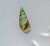 snail.jpg