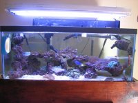 Anthony's Tank 015.jpg