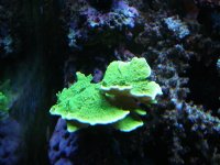 reef tank 1 022.JPG