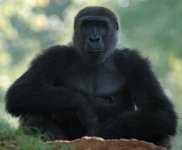 Gorilla Nipples.jpg