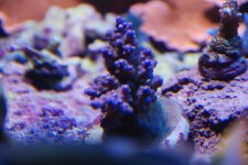 DSC_0770.jpg