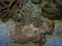 corals 029.jpg