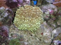 Gonipora.jpg