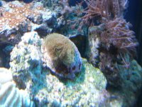 Hydropora.jpg