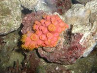 Sun Polyps.jpg