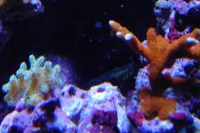 polyp1.JPG