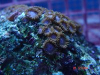 frag pack 003.jpg