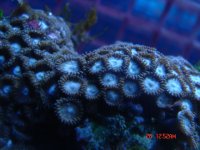 frag pack 004.jpg