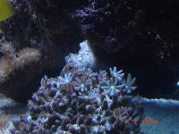 My Aqaurium pics 079.jpg