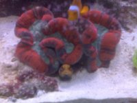 -Device Memory-home-user-pictures-IMG00425.jpg