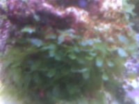 algae1.jpg