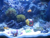 fts311.JPG