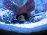 jawfish1.JPG