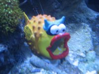 puff1.JPG