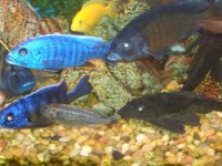 cichlid1.jpg